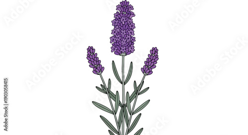 Elegant graphic art of a blossoming lavender plant against a pristine white canvas