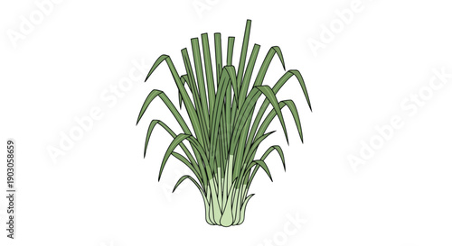 Fresh green aromatic plant illustration with slender leaves perfect for culinary or decorative use