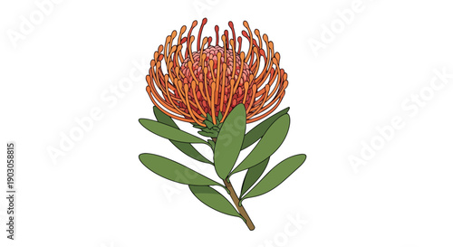 Vibrant botanical illustration of a unique orange Leucospermum flower with spiky petals and green leaves, isolated on white.