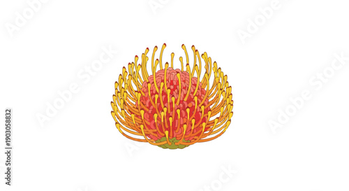 Striking Pincushion Protea Floral Illustration with Vibrant Yellow and Orange Hues on a Clean White Background.