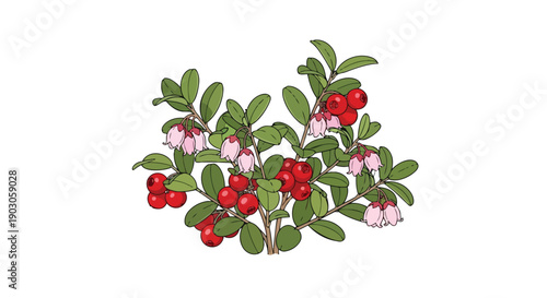 Fresh botanical illustration of a berry bush bearing vibrant red fruits and delicate pink blossoms