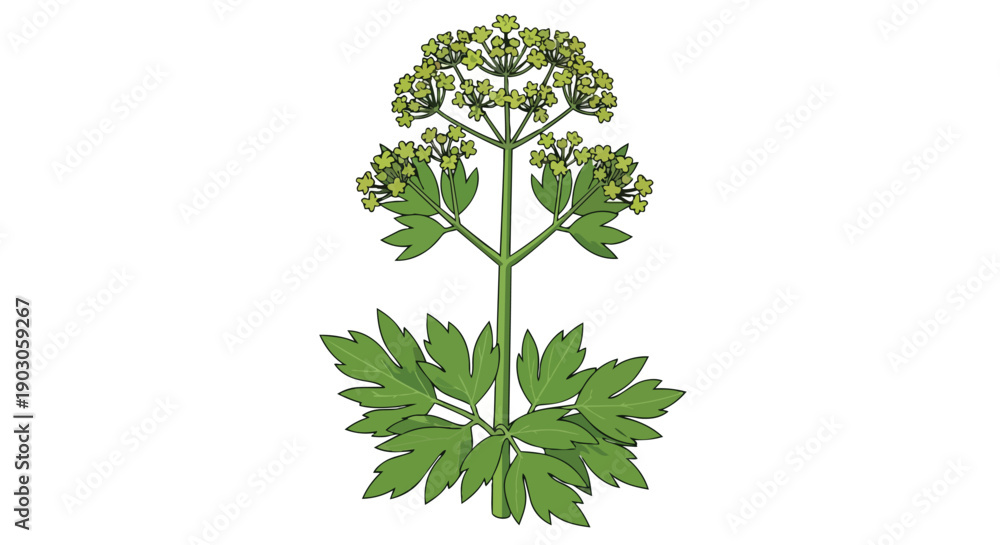 Obraz premium Detailed botanical illustration of a vibrant green plant featuring lush deeply lobed leaves and delicate small clustered flowers on a pristine white