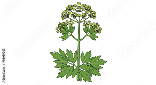 Detailed botanical illustration of a vibrant green plant featuring lush deeply lobed leaves and delicate small clustered flowers on a pristine white