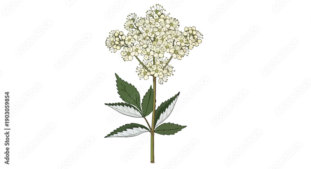 Fototapeta premium Elegant botanical illustration of a wild meadowsweet bloom showcasing delicate creamy white flower clusters and intricately serrated green leaves on