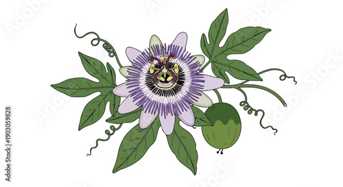 Detailed botanical illustration of a vibrant passion flower showcasing its unique purple petals intricate stamen lush green leaves and developing