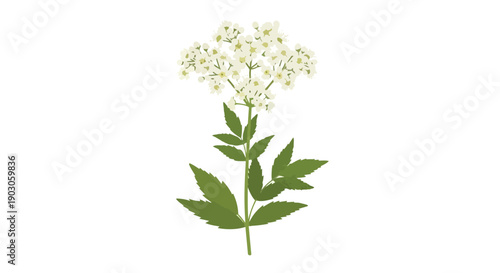 Delicate white flower cluster with verdant green leaves against a crisp white backdrop, perfect for nature and botanical themes. A serene garden