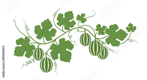 Elegant green vine illustration with striped fruits and curling tendrils on a clean white background artwork