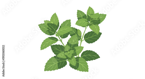Fresh green aromatic herb illustration vibrant botanical drawing with detailed leaves on a white background representing natural healthy ingredients