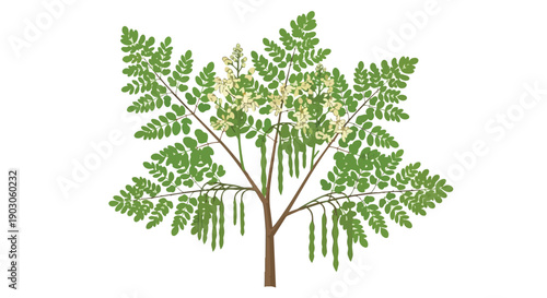 Moringa oleifera plant illustration features green leaves, white flowers, and long seed pods. This botanical represents natural vitality, health,