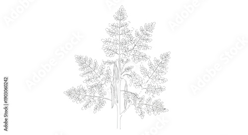 Delicate monochrome botanical illustration showcasing a finely detailed plant silhouette with intricate leaf patterns against a pure white