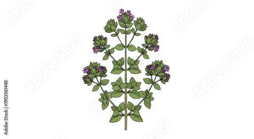 An intricate botanical illustration showcasing a vibrant flowering herb with lush green leaves and delicate purple blooms symmetrically arranged on