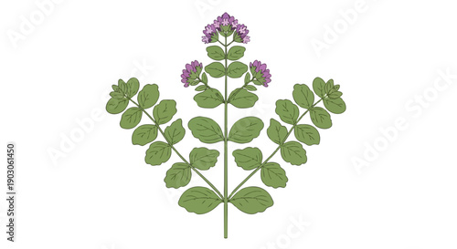 Detailed botanical illustration of a flourishing herb with vibrant green leaves and delicate purple blossoms a fresh and natural graphic element