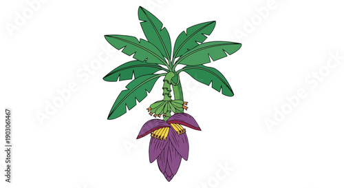 A delightful cartoon banana plant illustration showcasing its broad green leaves and a striking purple blossom gracefully hanging down, perfect for