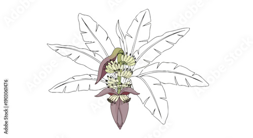 An intricate botanical line art illustration of a banana plant's captivating flower displaying the distinctive purple bracts and emerging young