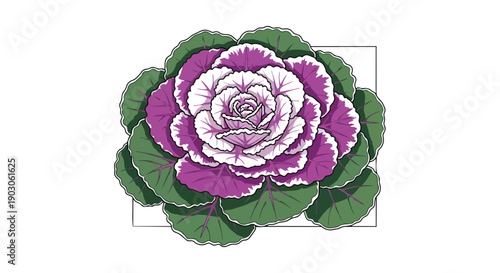 Vibrant ornamental cabbage illustration with striking purple, white, and green foliage showcasing botanical artistry