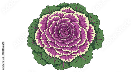 A captivating illustration of a vibrant ornamental cabbage showcasing its beautiful purple and green ruffled leaves in a symmetrical top-down view a