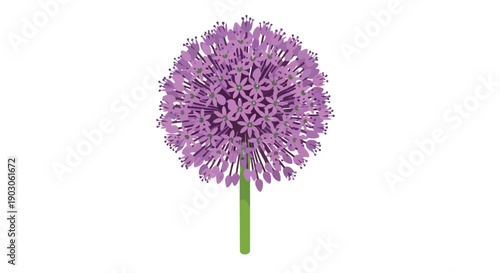 Vibrant purple allium bloom illustration with delicate florets on a white background creating a striking botanical visual artwork