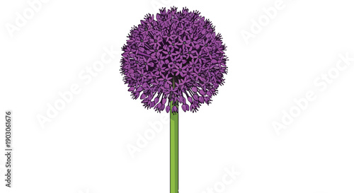 Striking Spherical Purple Allium Bloom on a Green Stem Isolated Against a White Background