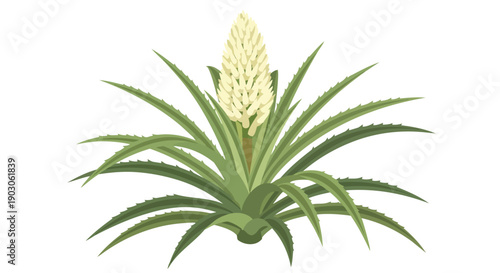 Lush green spiky foliage plant illustration featuring an eye catching creamy white textured floral spike rising majestically from its robust
