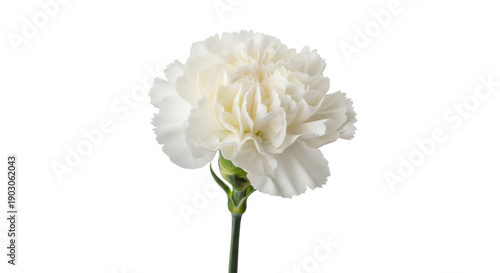 Foto Elegant white carnation flower isolated PNG, delicate floral element on transpar