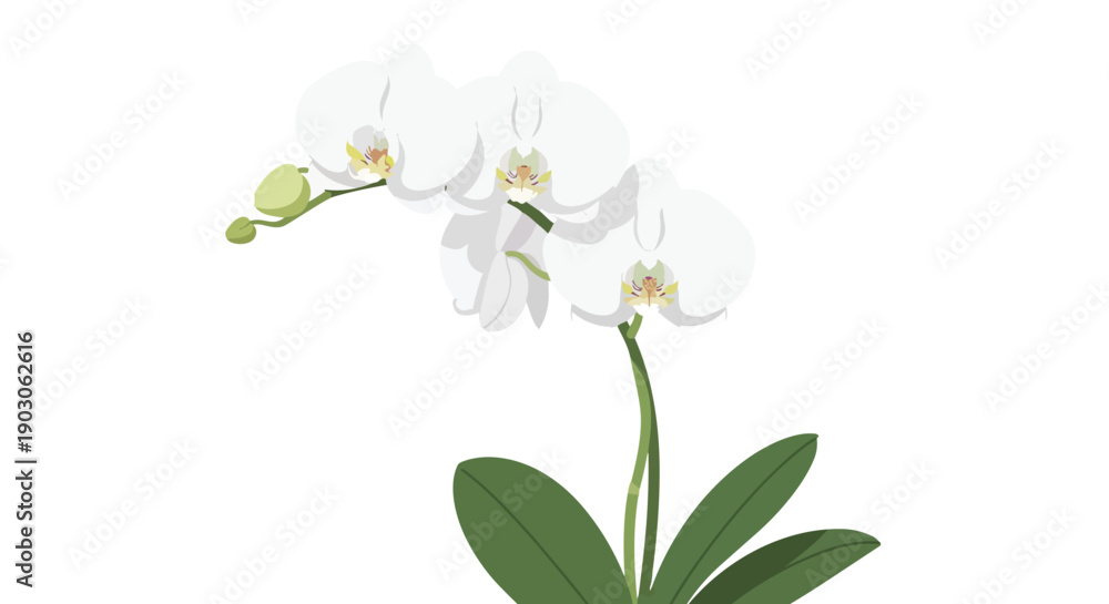 Obraz premium Elegant white orchid illustration featuring multiple delicate blooms and budding flowers on a clean white field