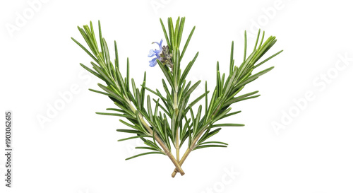 Quadro em tela Rosemary sprig with blue flower isolated PNG on transparent background, aromatic
