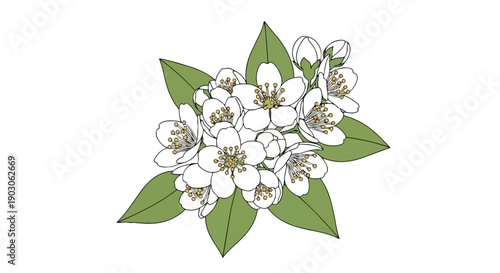 A charming botanical illustration of delicate white blossoms nestled among fresh green leaves