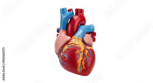 Foto Human heart model isolated PNG, anatomical organ for medical education and healt