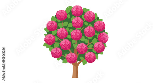Vibrantly blooming ornamental tree with numerous densely packed fuchsia-colored flowers and lush green foliage against a pristine white background