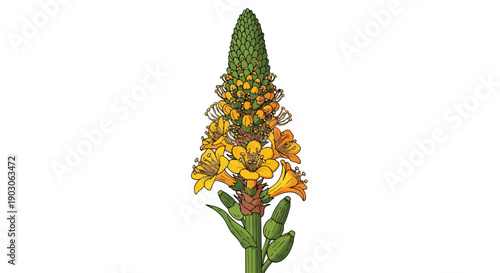 Vibrant botanical illustration of a distinct flowering plant with a tall green and yellow spike a beautiful natural design element perfect for