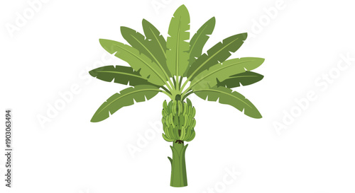Vibrant tropical banana plant illustration showcasing lush green foliage and a healthy cluster of developing fruit a serene natural botanical