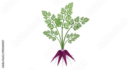 Vector illustration of a fresh purple root vegetable plant with verdant foliage, isolated on white. Represents healthy eating, organic produce, and