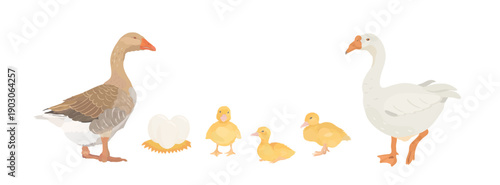 Cute cartoon farm birds collection. Vector hand drawn illustrations of Goose family. Geese and little gosling isolated on white background. Set of poultry clip art.