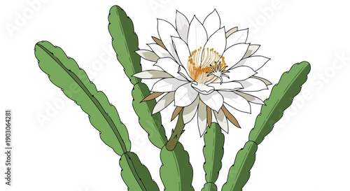 White night-blooming cactus flower illustration showcasing delicate petals and vibrant green stems. A botanical wonder captured on a pristine white