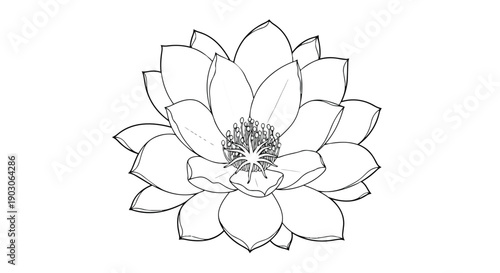 Detailed monochrome botanical illustration of an elegant aquatic bloom, perfect for minimalist designs, capturing natural serenity and organic