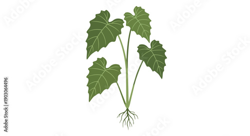 Vibrant green plant illustration with prominent root system and broad leaves on a clean white background showcasing growth stages