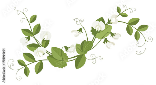 Graceful botanical illustration of white blossoms and verdant foliage with delicate curling tendrils