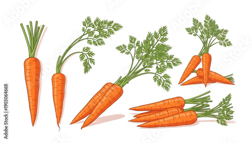 Fresh orange carrots with green tops.
