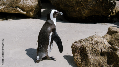 Explore the enchanting world of African penguins at Boulders Beach in Cape Town