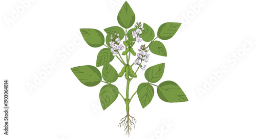 Soybean plant illustration with roots, leaves, flowers, and pods. This drawing represents agricultural growth, cultivation, and the essential