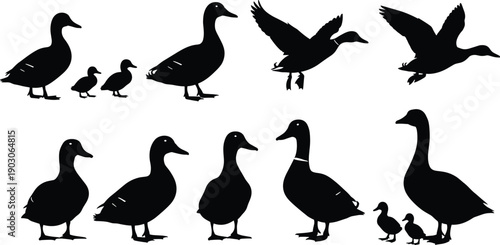Collection of black vector silhouettes of ducks and ducklings in various poses like standing walking and flying isolated on white background for nature design