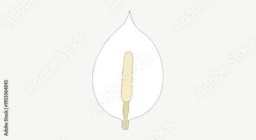 Subtle aesthetic illustration of a peace lily showcasing its iconic white spathe and textured central spadix on a light background, highlighting
