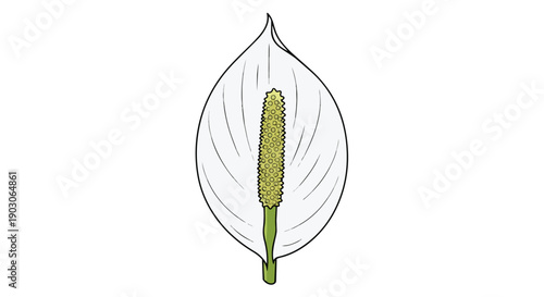 Illustrative peace lily blossom presenting its graceful white spathe enveloping the prominent yellow spadix on a pristine white background. This