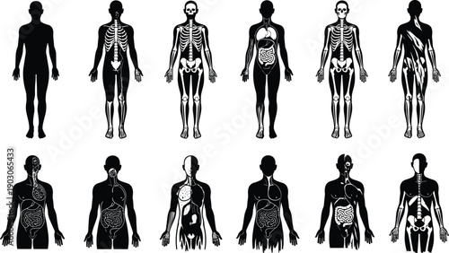 Human anatomy silhouette set showing skeletal muscular and organ systems, medical educational illustration collection, black and white vector diagrams for healthcare science design
