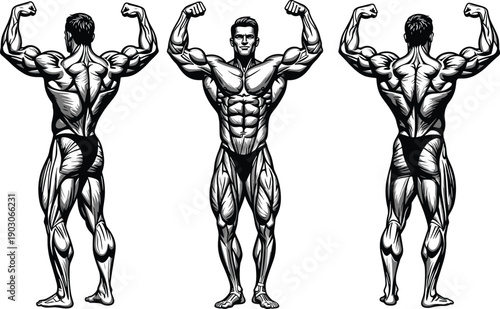 Detailed black and white illustration of professional bodybuilders showing front and back double biceps poses with muscular anatomy definition isolated on white background. (24 words)