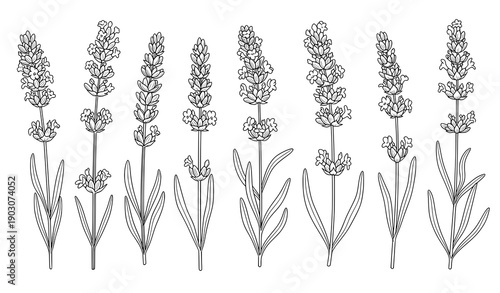 Black and white lavender flower line art vector set for botanical illustrations
