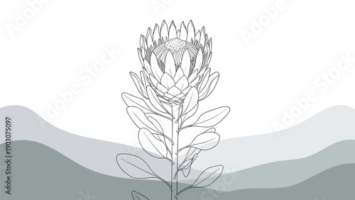 Delicate black and white line drawing of a protea flower with large petals and leaves against a misty gray mountain background.