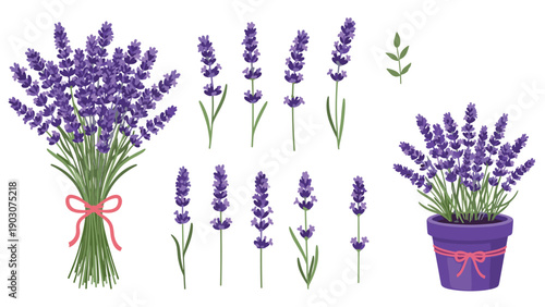 Set of lavender illustrations including single sprigs, a tied bouquet, and a lavender plant in a purple pot.