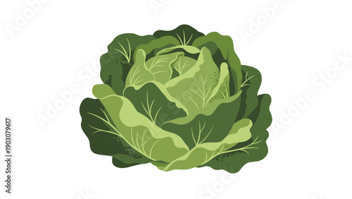Fresh green cabbage head with detailed leaves isolated on white background for healthy food and vegetarian cooking concept.