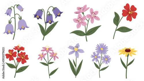 Set of various colorful wild flowers including bellflowers and asters on a white background for spring or summer botanical design.